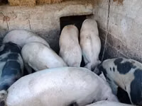 नर सूअर, सूअर — फ़ोटो 2