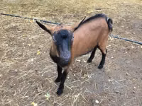 Теке, Alpine goat — 3-сурет
