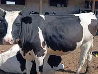 Kuh, Holstein-Rasse — Foto 1