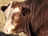 公牛, Kazakh White-headed cow — 照片 1