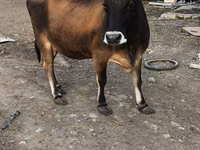 Kuh, Aberdeen-Angus — Foto 4