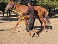 Mare, Arabian horse — photo 5