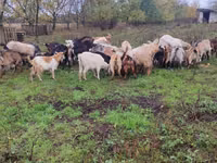 母山羊, Goats — 照片 1