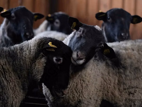 كبش, Romanov sheep