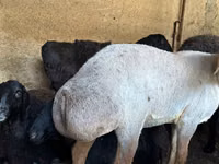 Schaf, Arashan sheep — Foto 7