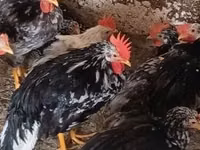 Chickens — Foto 2