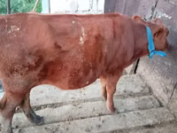 गाय, मवेशी — फ़ोटो 2