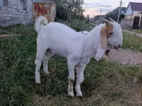 Ziegenbock, Gulabi goats — Foto 3