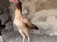 Chickens — Foto 4