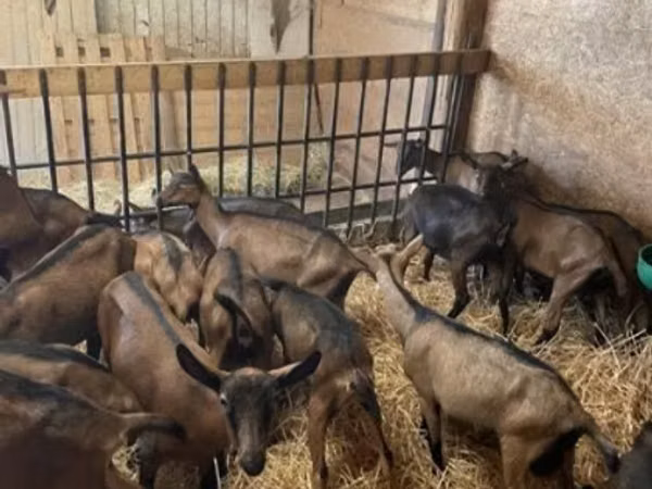 Echki, Alpine goat