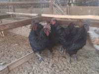 Chickens — Foto 2