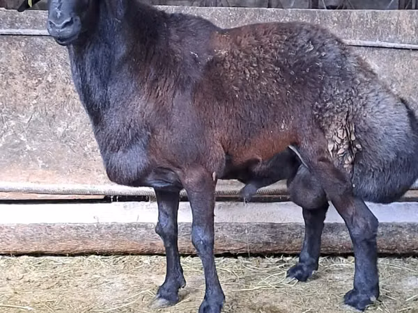 كبش, Hissar sheep — كازاخستان