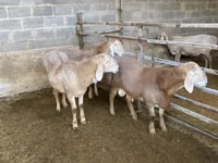 Oveja, Arashan sheep — foto 1