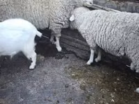 Widder, Schafe — Foto 2
