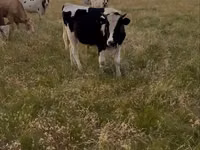 Toro, Raza Holstein — foto 3