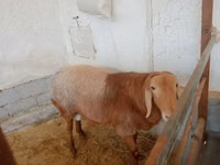 Widder, Arashan sheep — Foto 1