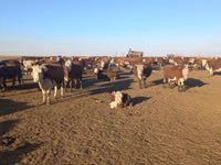 Vaca, Vaca kazaja de cabeza blanca — foto 1