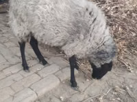 نعجة, Romanov sheep — الصورة 1