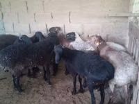 كبش, الأغنام — الصورة 4