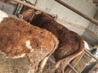 Rinder (Partie, Geschlecht nicht angegeben), Simmental cattle — Foto 2