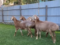 Widder, Arashan sheep — Foto 4
