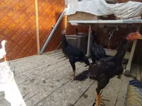 Chickens — फ़ोटो 1