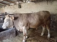Bulle, Charolais cattle — Foto 5
