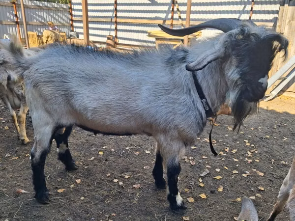 Cabro, Saanen goat — Kazajistán
