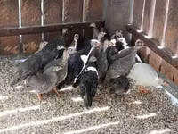 Guinea fowl — الصورة 3