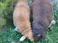 Widder, Schafe — Foto 6