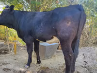 गाय, Simmental cattle — फ़ोटो 4