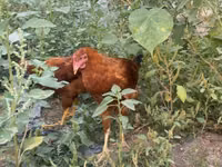 Chickens — Foto 1