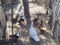 Ducks — 照片 3