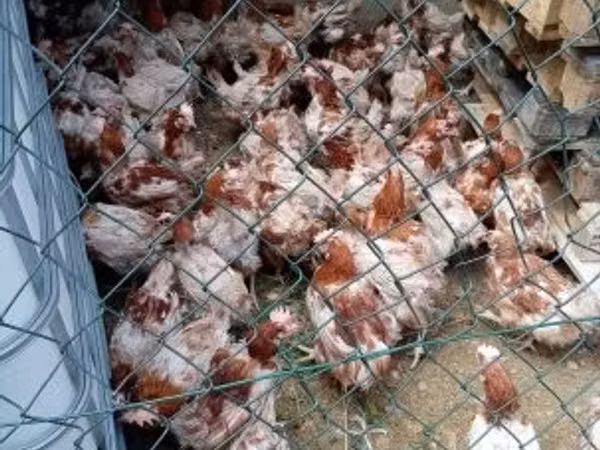 gallina danesa