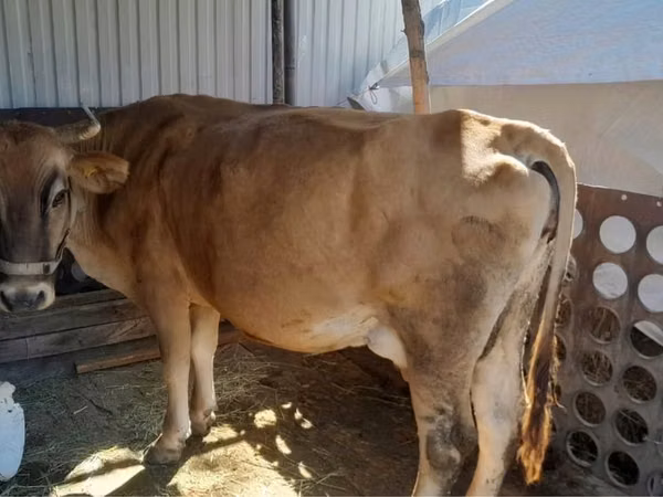गाय, मवेशी — कज़ाखस्तान