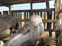 Yegua, Caballos — foto 3