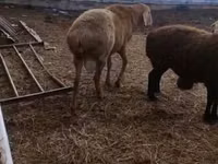 Widder, Arashan sheep — Foto 2