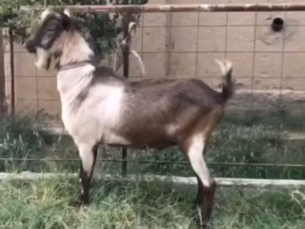 Ziegenbock, Ziegen