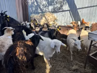Cabro, Cabras — foto 2