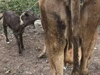 Kuh, Simmental cattle — Foto 4