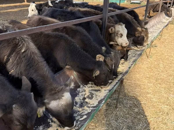 Toro, Swiss cattle