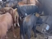 Bull, Karaku — photo 4