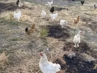 Chickens — Foto 1