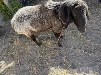 كبش, الأغنام — الصورة 4