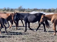 Stute, Kazakh horse — Foto 3