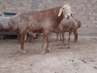 Qoʻchqor, Edilbay sheep — 5-rasm