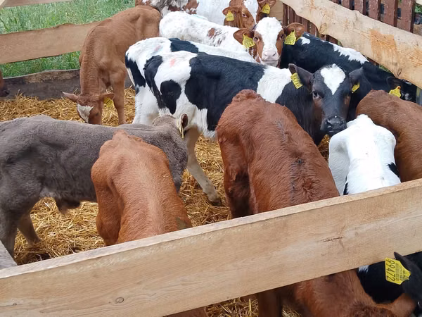 मवेशी (लॉट, लिंग निर्दिष्ट नहीं), Russian Black pied cattle
