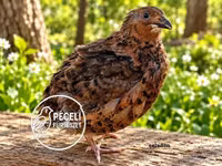 Quails — الصورة 6