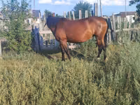 Mare, Horses — photo 4