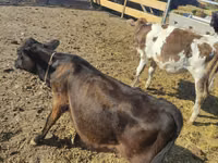 Cow, Simmental cattle — photo 3